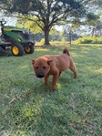 Purebred Smooth Coat Red Chow Chow
