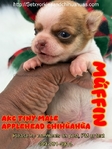AKC Tiny Applehead Smooth Coat Chihuahuas