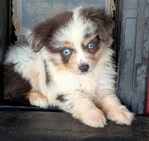 Toy Australian Shepherd male registered