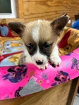 Pembroke corgi pups AKC