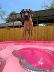 Great Dane to Rehome