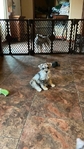 Mini schnauzers