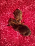 Maltipoos or Dachshund (Chiweenies)- Caldwell Tx -$300-$600