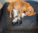 Miniature Daschunds