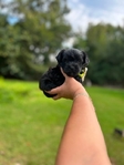 Tiny yorkiepoo