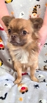 1 1/2 yo male long haired Chihuahua
