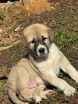 AKC ANATOLIAN SHEPARD puppies