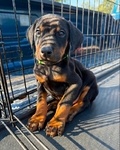 Doberman puppies