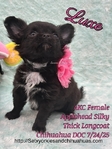 AKC  Stunning Longcoat Micro Chihuahuas