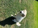 Great Pyrenees