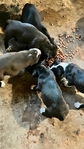 4 Female Pittbull Pups