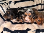 Mini Longhair Dachshund Puppies