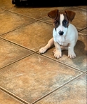 Shorty Jack Russell