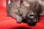 ragdoll kittens for sale