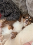 Toy Australian Shepherd Stud