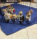 Pembroke welsh corgi pups