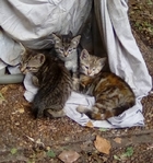 Free Kittens in Port Arthur