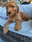 Female Goldendoodle Puppy- $1400