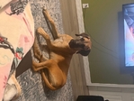 Great Dane to Rehome