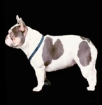 Gorgeous AKC Registered French Bulldog