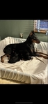 Doberman Puppies for sale