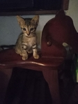 Kittens