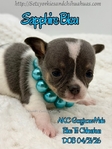 AKC Merle Longcoat & Blue Chihuahuas