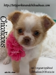 AKC Applehead Longcoat Chihuahuas