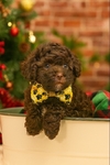 Registered Chocolate Male Toy Poodle