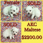 AKC MALTESE PUPPIES (TAKING DEPOSITS 1 LEFT )