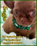 AKC Chocolate Applehead Longcoat Chihuahuas