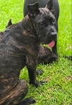Cane Corso pups