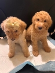 Beautiful Golden Doodle Puppies