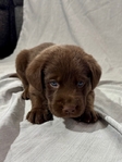 Chocolate Lab Puppies!