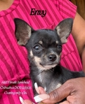 AKC Tiny Female Black Tri Chihuahua
