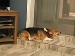 Corgi male