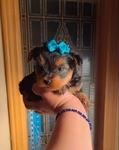 Tiny yorkies