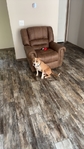 Red Nose pit bull for sale.