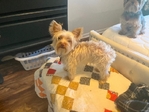 Male Yorkie