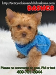 AKC Micro Yorkie Babies