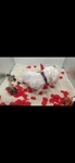 Adult AKC Yorkie and Maltese