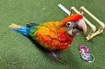 Sun Conures, Quakers and White Belly Caiques