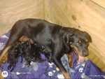 Gray's Kennel