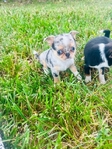 Chihuahua puppies in Houston Clear Lake