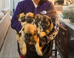 Free Belgian Malinois mix puppies