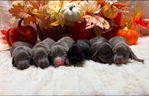 Dachshunds