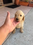 Goldendoodle