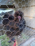 Mini pigs, silkie pair