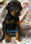 AKC Doberman Pinscher puppies