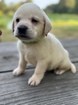 Yellow and Black English Labrador Puppies